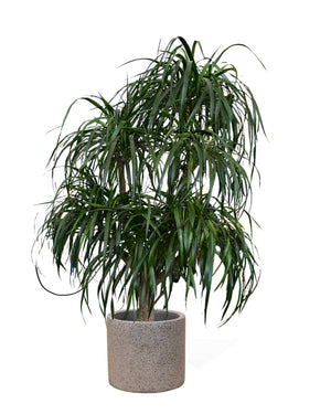 Large Dracaena Tree - egg pots - white/large - Potted plant - Tumbleweed Plants - Online Plant Delivery Singapore