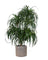 Large Dracaena Tree