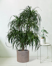 Large Dracaena Tree - grey terrazzo pot - Potted plant - Tumbleweed Plants - Online Plant Delivery Singapore