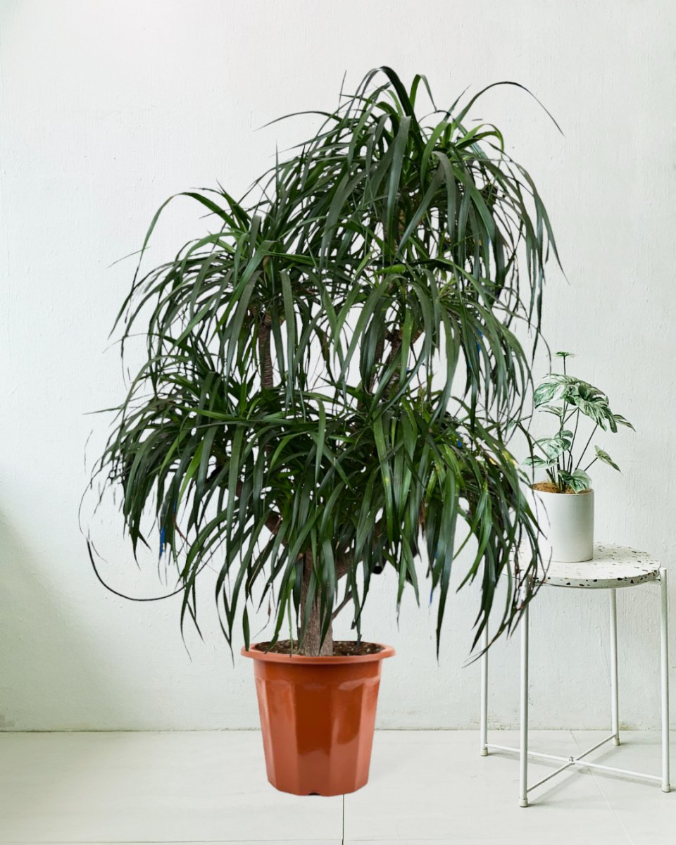 Large Dracaena Tree - grow pot - Potted plant - Tumbleweed Plants - Online Plant Delivery Singapore