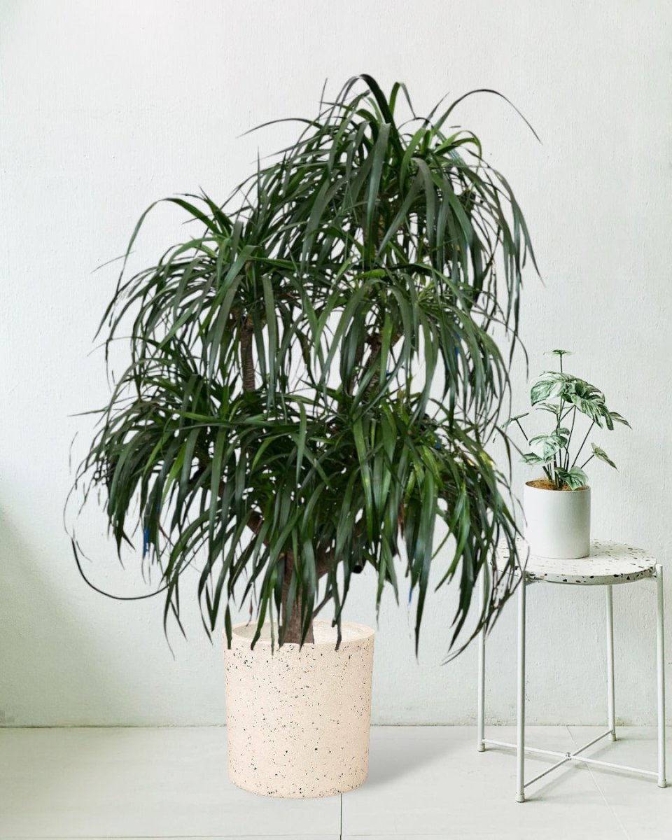 Large Dracaena Tree - large white terrazzo cylinder planter - Potted plant - Tumbleweed Plants - Online Plant Delivery Singapore