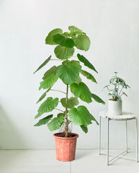 Large Ficus Umbellata Tree - grow pot - Gifting plant - Tumbleweed Plants - Online Plant Delivery Singapore