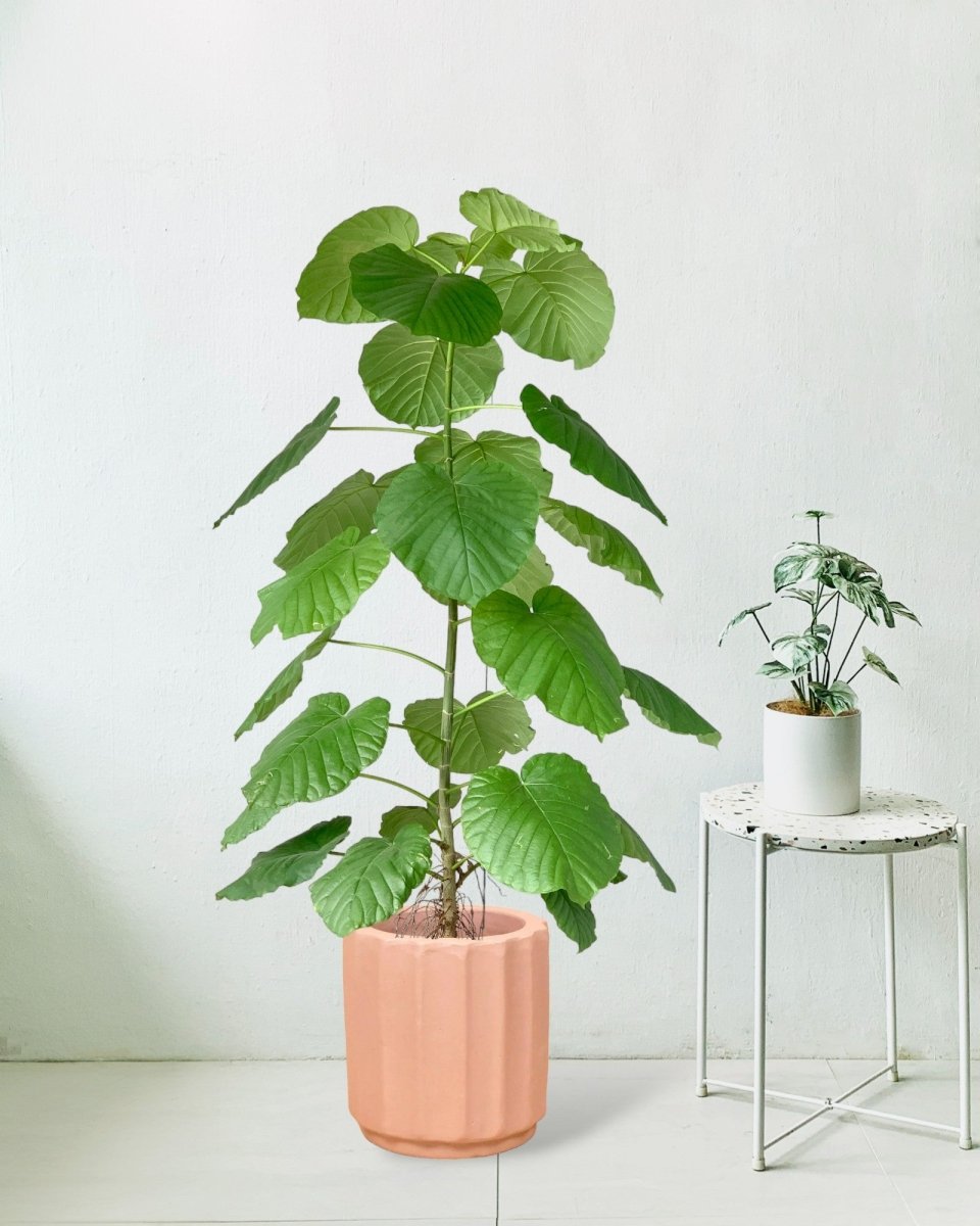Large Ficus Umbellata Tree - roman planter - almond - Gifting plant - Tumbleweed Plants - Online Plant Delivery Singapore
