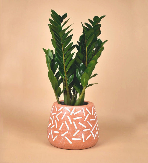 Large Matchstick Planter - Pot - Tumbleweed Plants - Online Plant Delivery Singapore