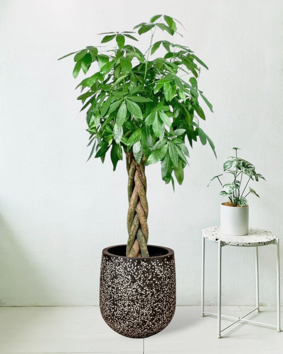 Large Money Tree - black tulip pot - Potted plant - Tumbleweed Plants - Online Plant Delivery Singapore