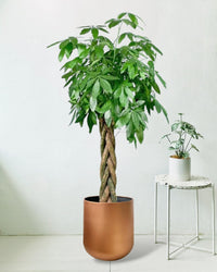 Large Money Tree - Copper Pot - Potted plant - Tumbleweed Plants - Online Plant Delivery Singapore
