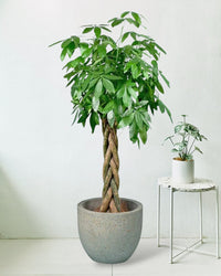 Large Money Tree - Egg Pot Large Grey - Potted plant - Tumbleweed Plants - Online Plant Delivery Singapore