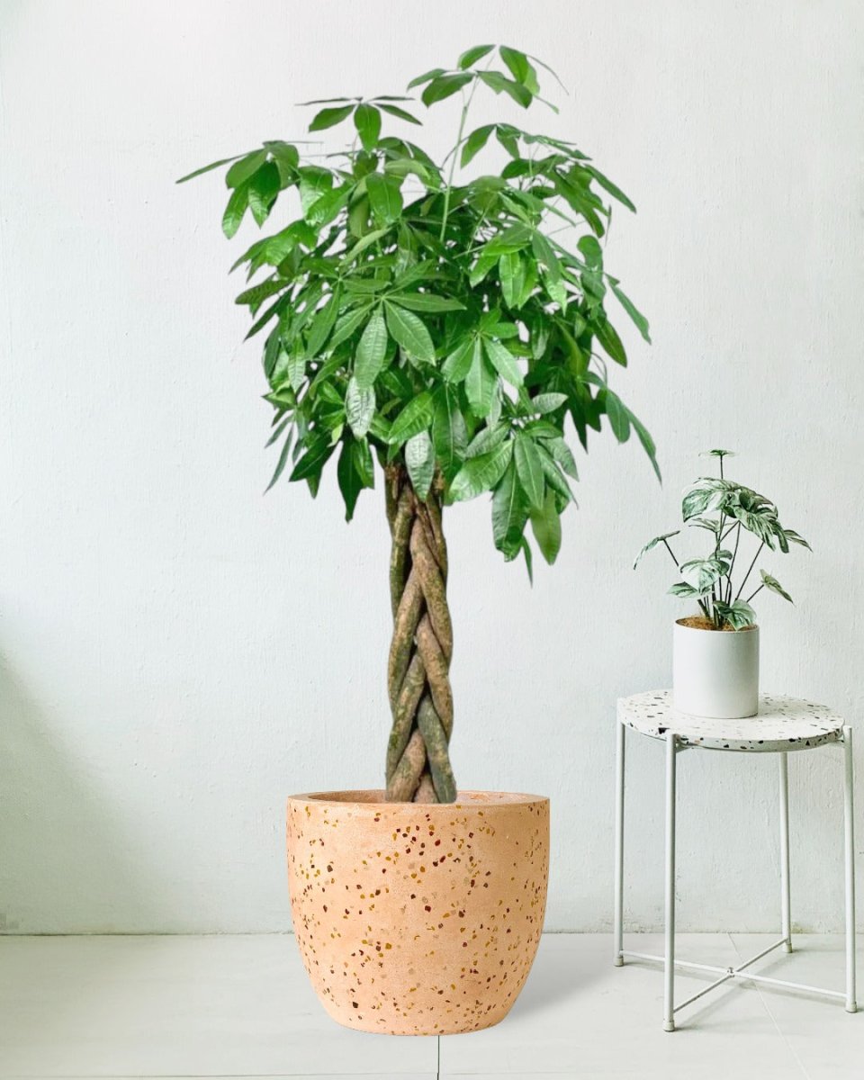 Large Money Tree - Egg Pot Large Pink - Potted plant - Tumbleweed Plants - Online Plant Delivery Singapore