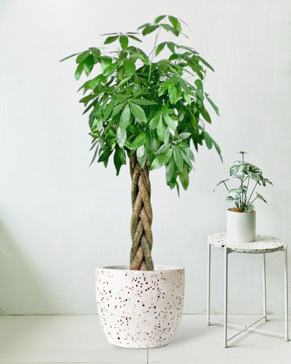 Large Money Tree - Egg Pot Large White - Potted plant - Tumbleweed Plants - Online Plant Delivery Singapore