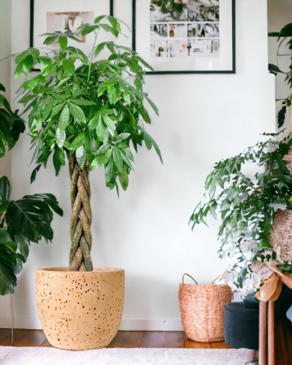 Large Money Tree Potted plant Tumbleweed Plants