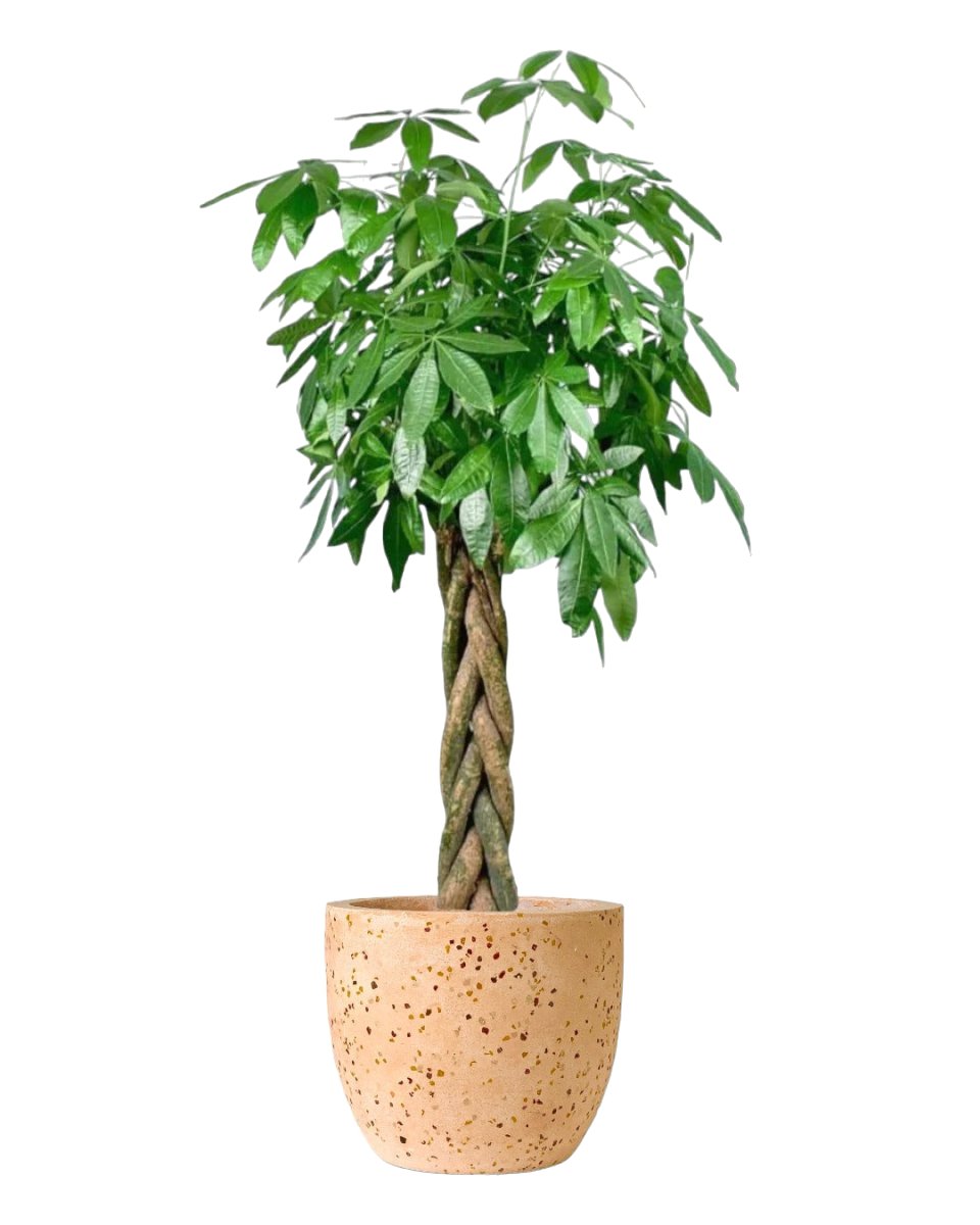 Money tree shop plant online