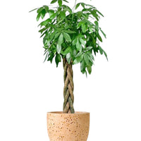 XL Money Tree (1-1.6m)