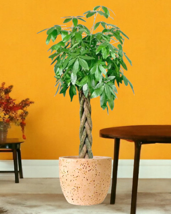 Large Money Tree - egg pot - large/grey - Potted plant - Tumbleweed Plants - Online Plant Delivery Singapore