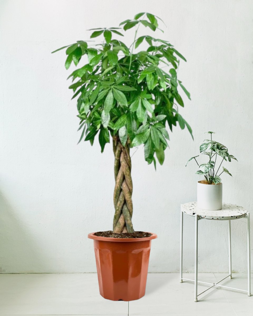 Large Money Tree - grow pot - Potted plant - Tumbleweed Plants - Online Plant Delivery Singapore