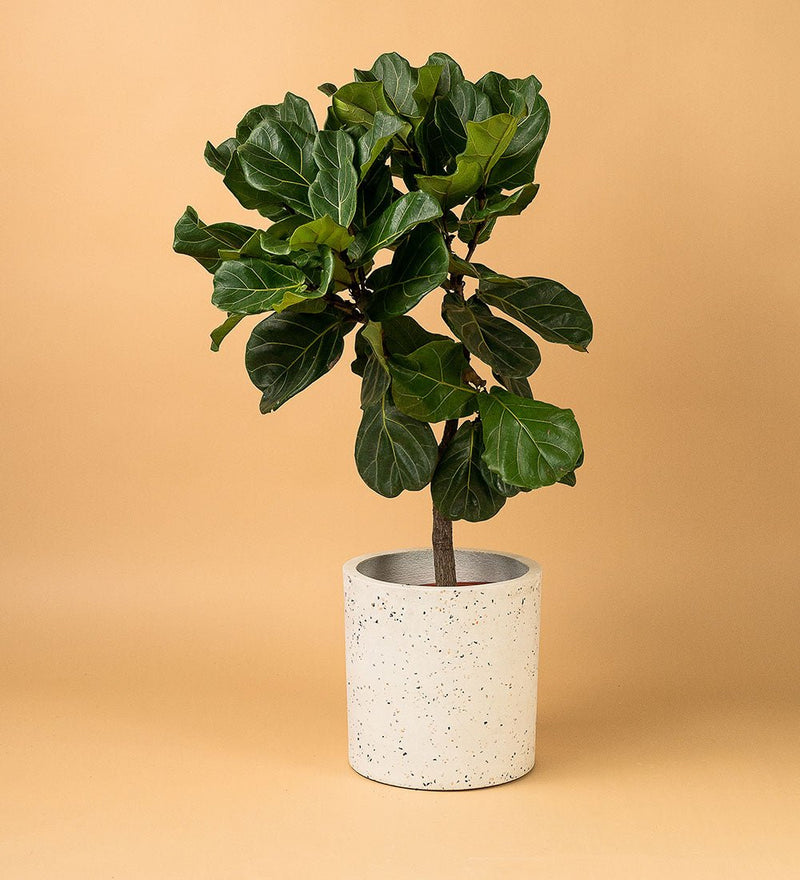 Large White Terrazzo Cylinder Planter - Pot - Tumbleweed Plants - Online Plant Delivery Singapore