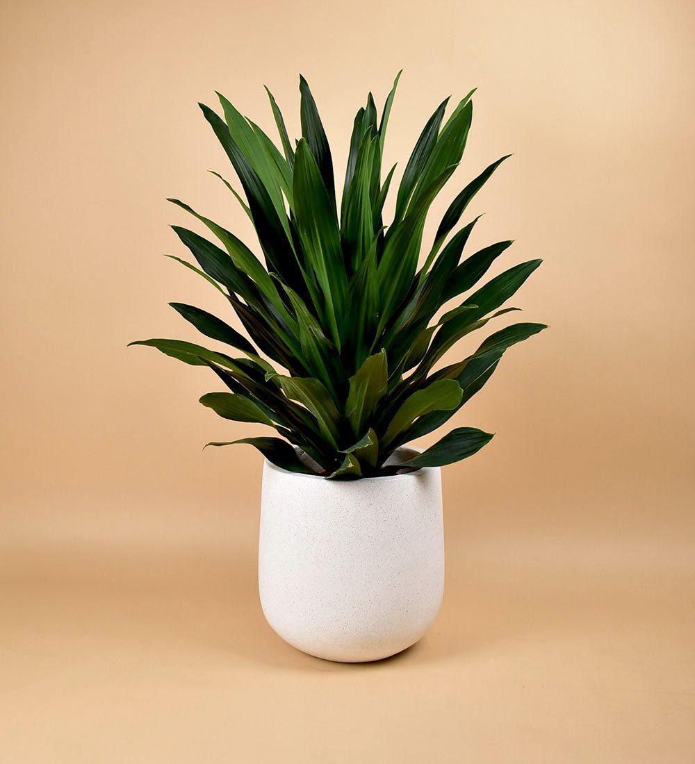 Large White Terrazzo Planters - large - Pot - Tumbleweed Plants - Online Plant Delivery Singapore