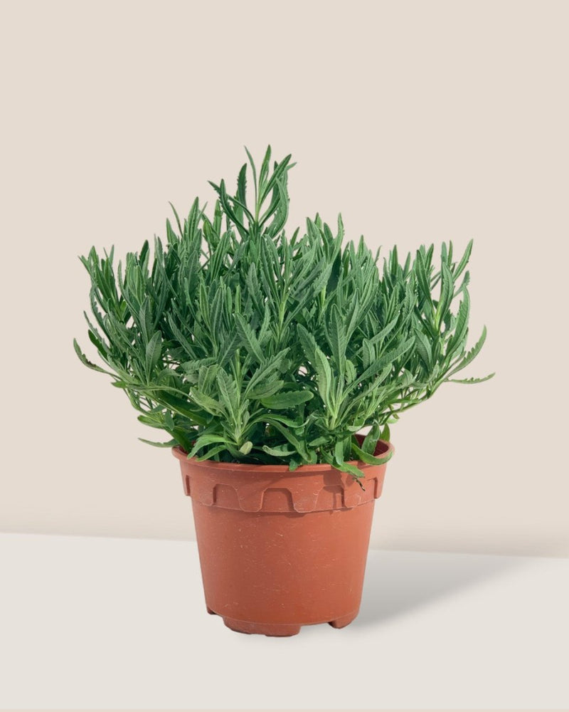 Lavender - grow pot - Potted plant - Tumbleweed Plants - Online Plant Delivery Singapore
