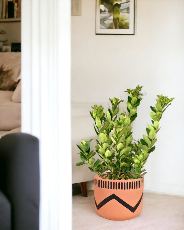 Lemon tree (0.7 - 1.0m) - charlie pot - Potted plant - Tumbleweed Plants - Online Plant Delivery Singapore