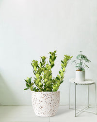Lemon tree (0.7 - 1.0m) - egg pots - white/large - Potted plant - Tumbleweed Plants - Online Plant Delivery Singapore