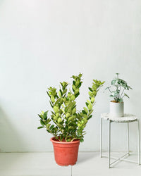Lemon tree (0.7 - 1.0m) - grow pot - Potted plant - Tumbleweed Plants - Online Plant Delivery Singapore