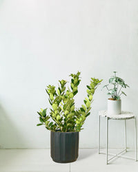 Lemon tree (0.7 - 1.0m) - roman planter - forest green - Potted plant - Tumbleweed Plants - Online Plant Delivery Singapore