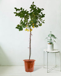 Lemon Tree (1.5-1.8 m) - grow pot - Potted plant - Tumbleweed Plants - Online Plant Delivery Singapore