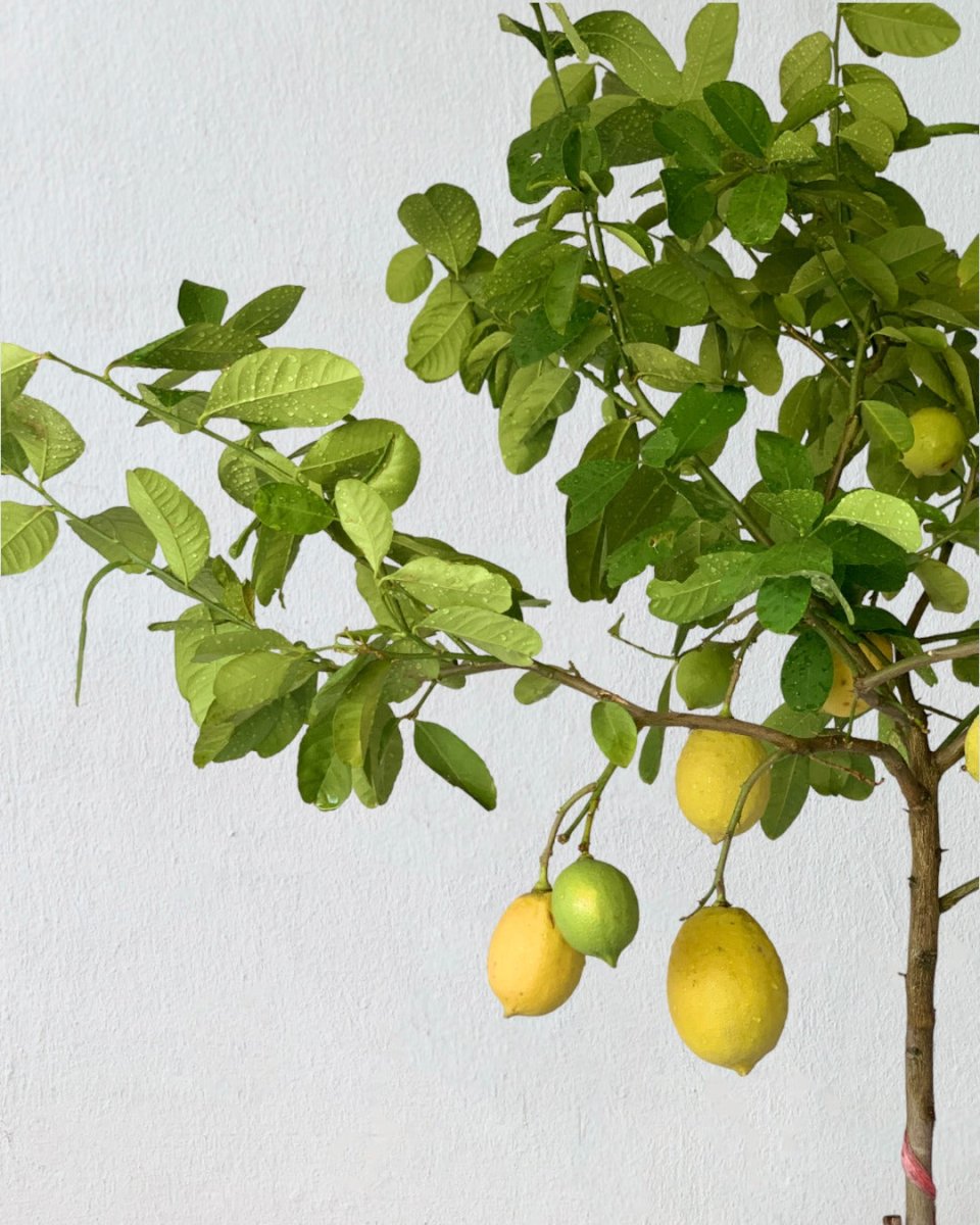 Lemon Tree (1.5-1.8 m) - grow pot - Potted plant - Tumbleweed Plants - Online Plant Delivery Singapore