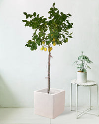 Lemon Tree (1.5-1.8 m) - large terrazzo cube - Potted plant - Tumbleweed Plants - Online Plant Delivery Singapore