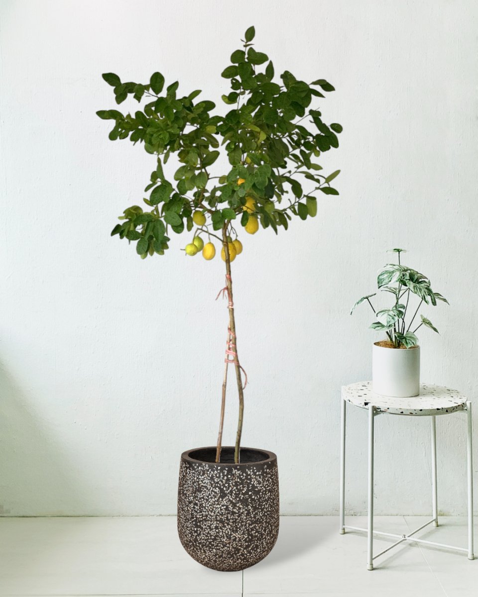 Lemon Tree (1.5-1.8 m) - tulip pots - black - Potted plant - Tumbleweed Plants - Online Plant Delivery Singapore