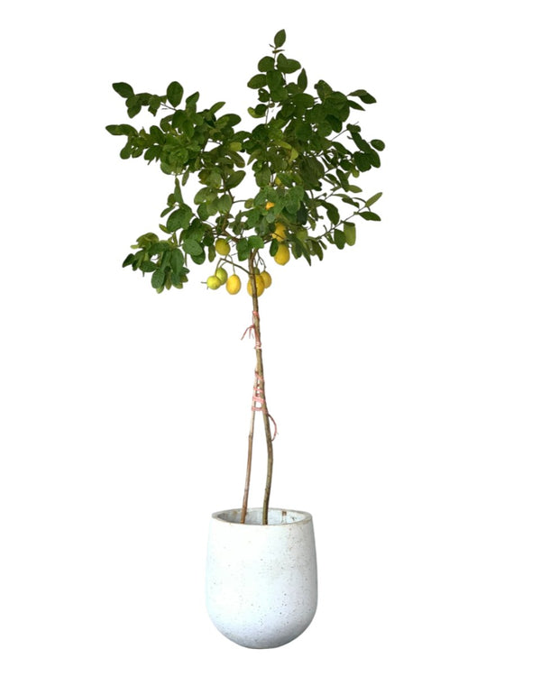 Lemon Tree (1.5-1.8 m) - tulip pots - white - Potted plant - Tumbleweed Plants - Online Plant Delivery Singapore