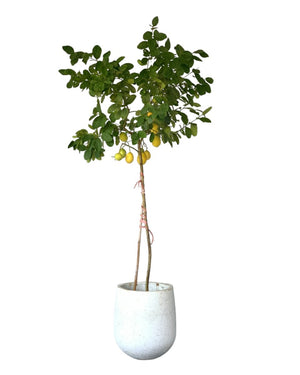 Lemon Tree (1.5-1.8 m) paired with tulip pots - white