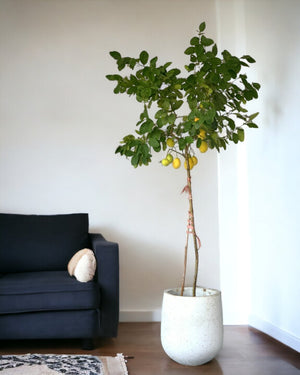 Lemon Tree (1.5-1.8 m) paired with tulip pots - white