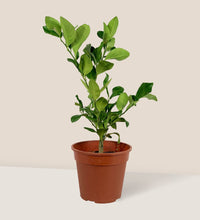 Lemon Tree (50-55 cm) - grow pot - Potted plant - Tumbleweed Plants - Online Plant Delivery Singapore