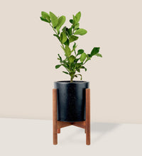 Lemon Tree (50-55 cm) - mid century stand - small/black - Potted plant - Tumbleweed Plants - Online Plant Delivery Singapore
