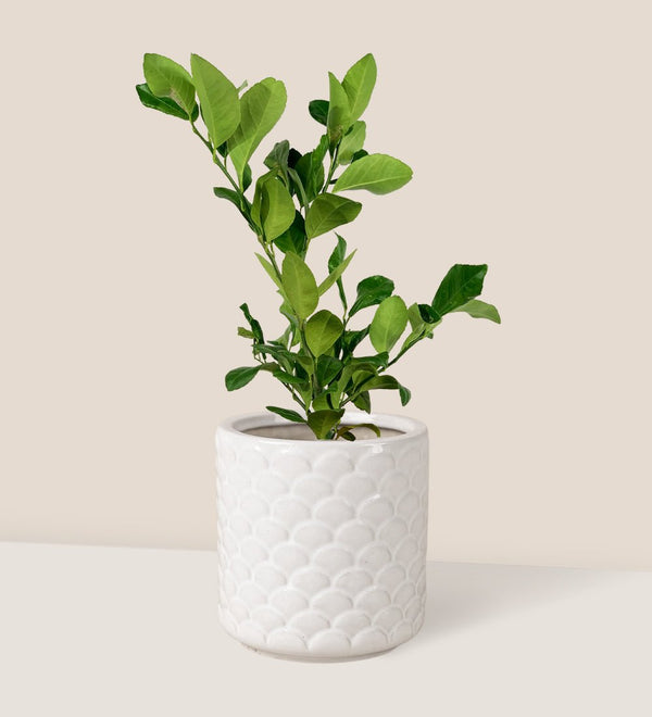 Lemon Tree (50-55 cm) - scales planter - Potted plant - Tumbleweed Plants - Online Plant Delivery Singapore