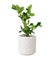 Lemon Plant