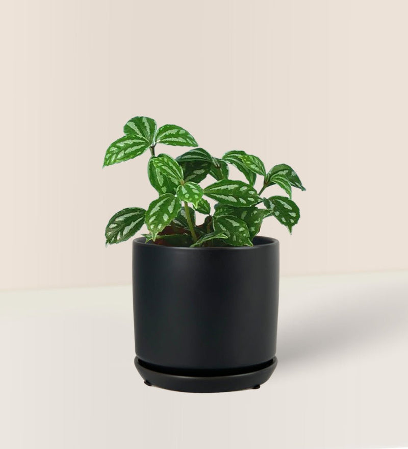 Little Cylinder Black with Tray Planter - Pot - Tumbleweed Plants - Online Plant Delivery Singapore
