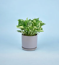 Little Cylinder Grey with Tray Planter - Pot - Tumbleweed Plants - Online Plant Delivery Singapore