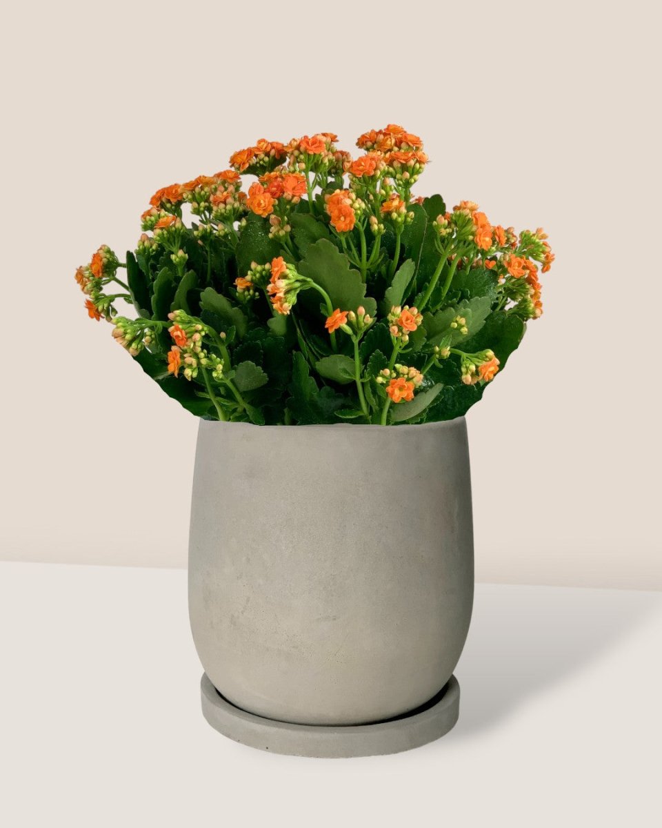 dusty grey cement planter with tray - (16cm)