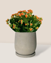 Little Poppy Kalanchoe - dusty grey cement planter with tray - (16cm) - Gifting plant - Tumbleweed Plants - Online Plant Delivery Singapore