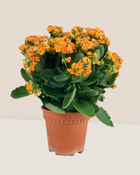 Little Poppy Kalanchoe - grow pot - Gifting plant - Tumbleweed Plants - Online Plant Delivery Singapore