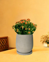 Little Poppy Kalanchoe - jacopo planters - large - Gifting plant - Tumbleweed Plants - Online Plant Delivery Singapore