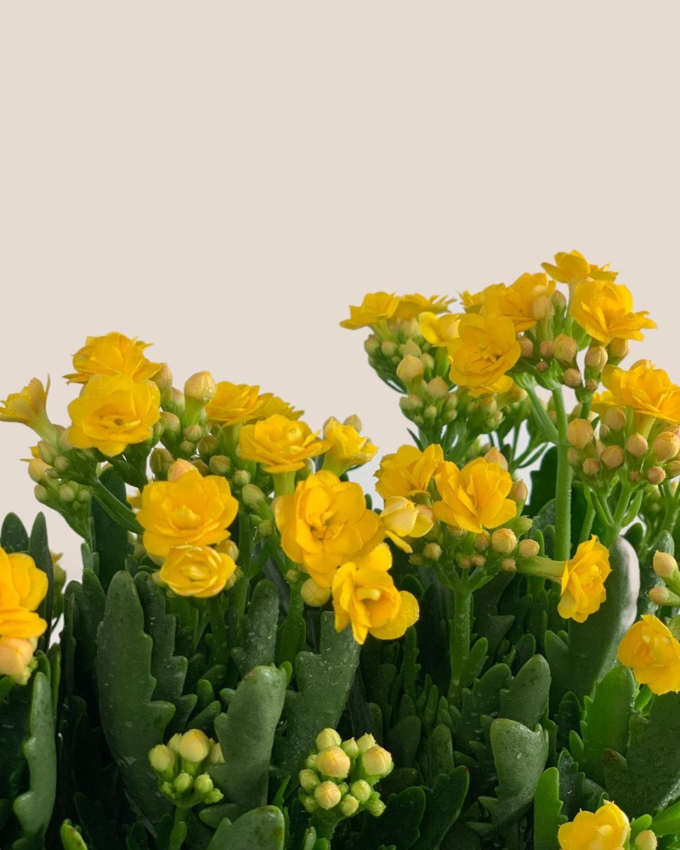 Little Poppy Kalanchoe - little bauble planter - pearl white - Gifting plant - Tumbleweed Plants - Online Plant Delivery Singapore