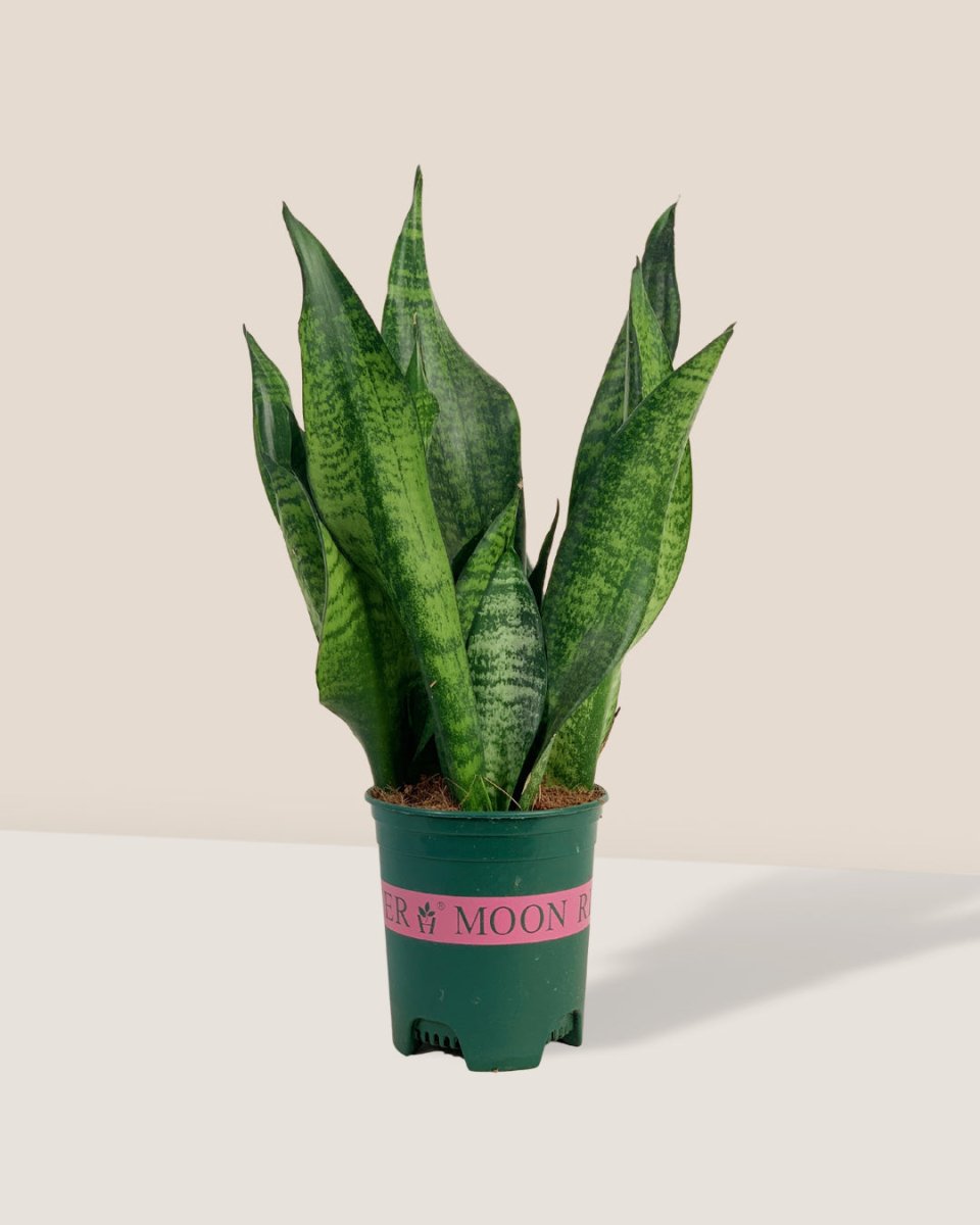 Little Sansevieria Zeylanica - grow pot - Gifting plant - Tumbleweed Plants - Online Plant Delivery Singapore