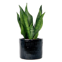 Little Sansevieria Zeylanica