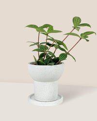 Little Tower White with Tray Planter - Pot - Tumbleweed Plants - Online Plant Delivery Singapore