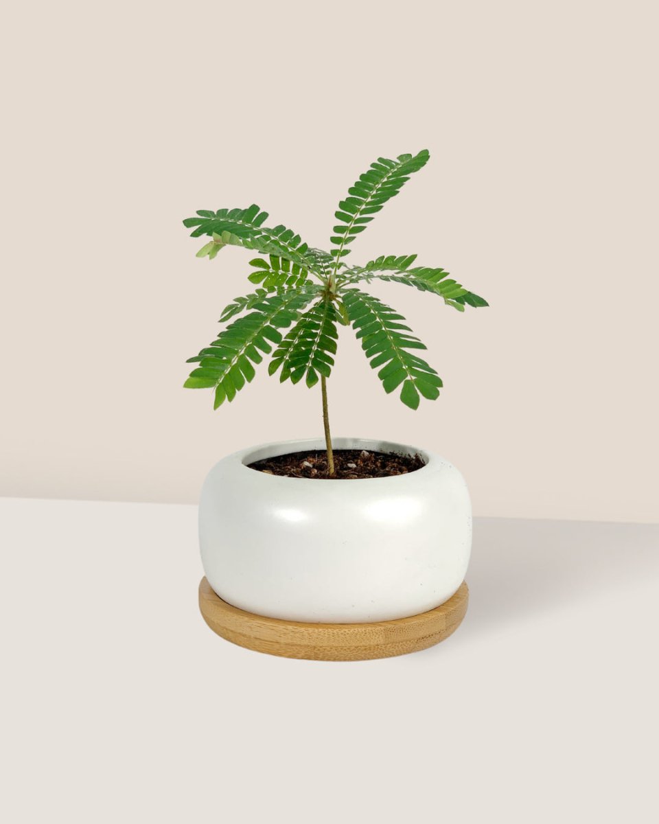 Little Tree Plant 'Biophytum sensitivum' - Potted plant - Tumbleweed Plants - Online Plant Delivery Singapore