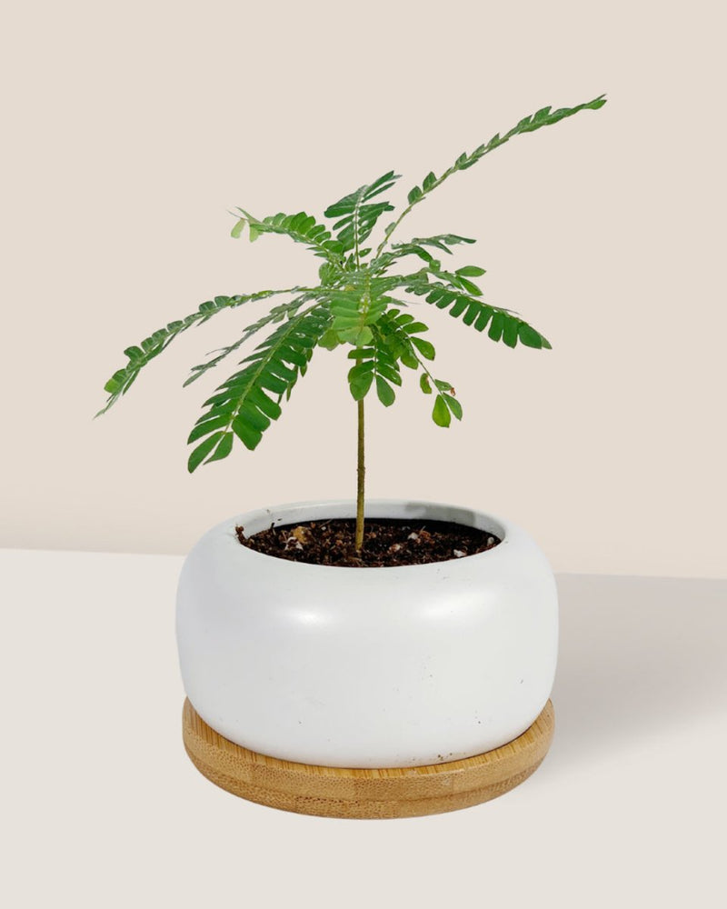 Little Tree Plant 'Biophytum sensitivum' - Potted plant - Tumbleweed Plants - Online Plant Delivery Singapore