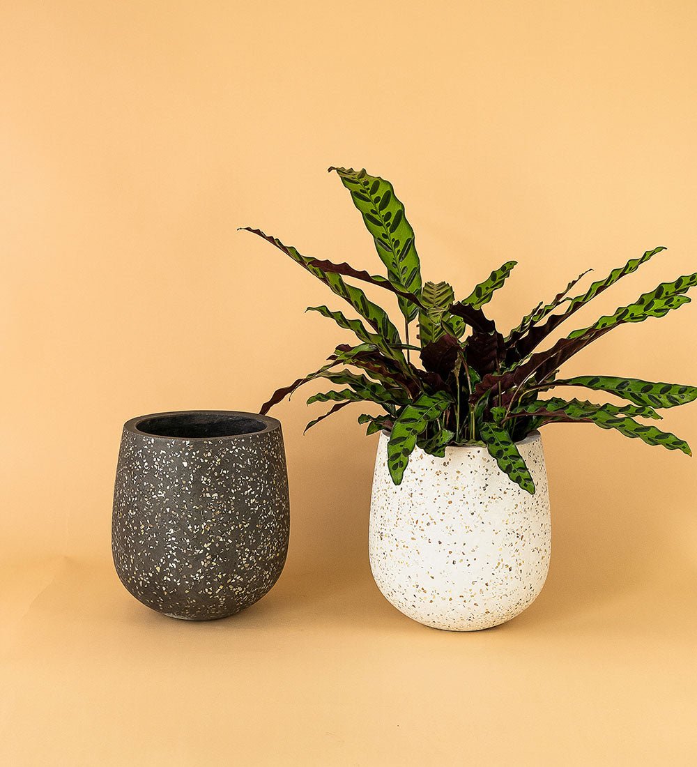 Little Tulip Pots - black - Pot - Tumbleweed Plants - Online Plant Delivery Singapore