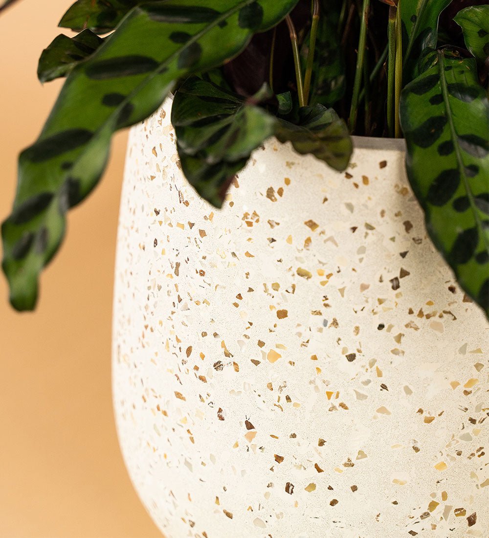 Little Tulip Pots - white - Pot - Tumbleweed Plants - Online Plant Delivery Singapore